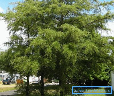 1223 Fekete Alder Imperialis