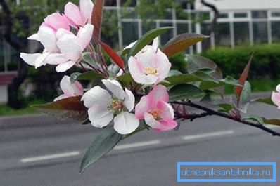 A fő kritérium a kültéri hőmérséklet. Miután elérte a +8 értéket, a fűtés kikapcsol. A fő kritérium a kültéri hőmérséklet. Miután elérte a +8 értéket, a fűtés kikapcsol.