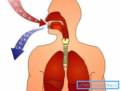 Emberi lélegeztetés Emberi lélegeztetés