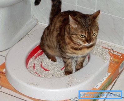 A tálca tartalmának valahol meg kell tennie, és nem mindig a WC lesz a legjobb választás. A tálca tartalmának valahol meg kell tennie, és nem mindig a WC lesz a legjobb választás.